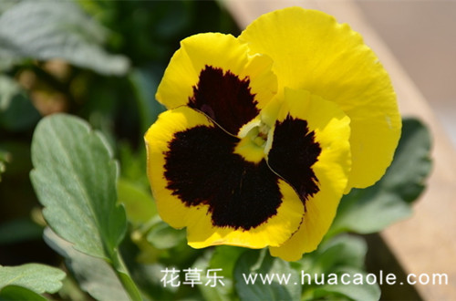 三色堇花语大全：黄色三色堇花语