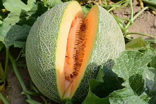 哈密瓜吃多了会上火吗？哈密瓜居然有这些神奇的功效