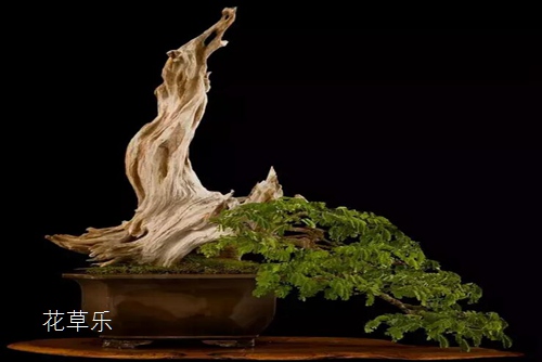 侧柏、铺地柏制作盆景舍利干的若干问题