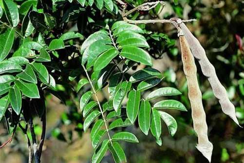 蜜花豆药用价值，蜜花豆的功效与作用介绍