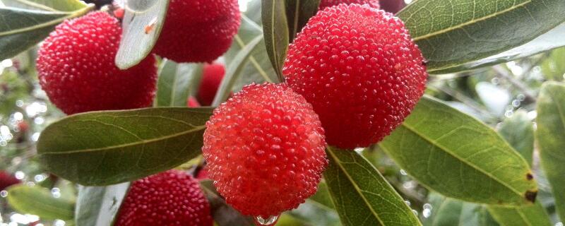 杨梅的象征或者寓意