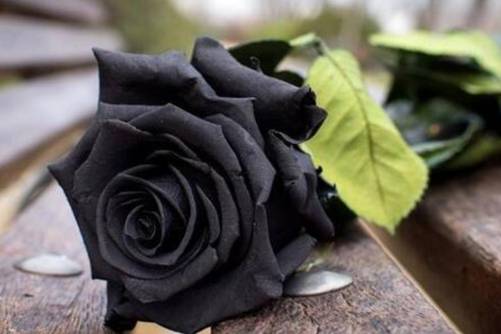黑色花朵有哪些？黑色花朵 大千世界里的黑色精灵