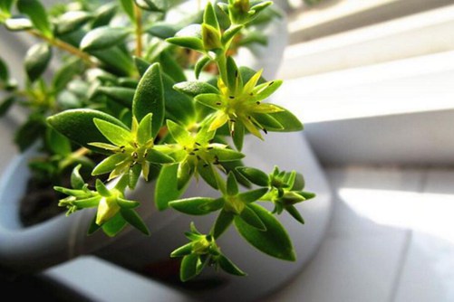 垂盆草泡水喝的功效，喝半月后身体有惊奇的改变