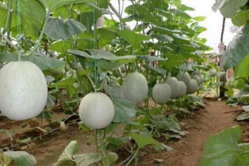 哈密瓜种植，田间管理做好了种出的哈密瓜香又甜