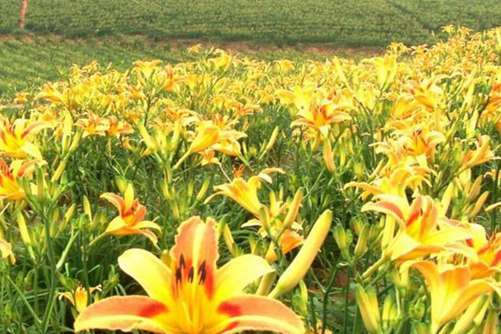 黄花菜种苗价格，让黄花菜高产最好这3点就可以了