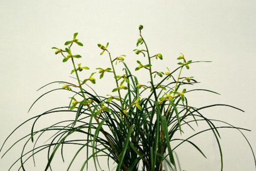 一年四季都盛开的花是什么花，其实不仅只有月季