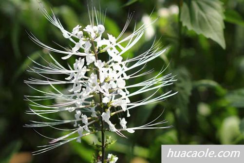 猫须草图片，像猫胡须一样的草你见过吗