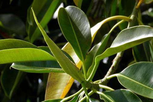 印度橡皮树怎么种植，印度橡皮树这样养，新芽呼呼窜