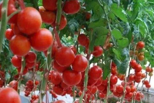 无土栽培盆栽番茄，番茄这样养环保又高产
