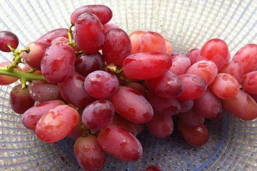 红提的产地在哪里，您知道哪些地方出产的红提最正宗