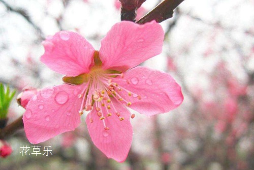 爱情的俘虏：桃花花语