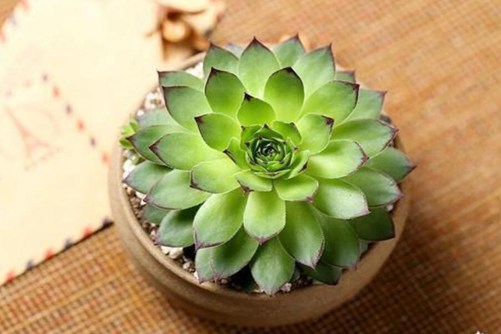 观音莲的花语介绍，养好观音莲要做好这几点