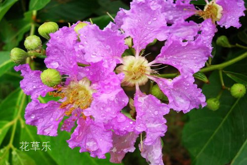 紫薇怎么养可以花开百日？采用轮次修剪法可以做到