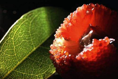 杨梅做法，教你做好吃的杨梅