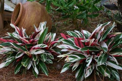 紫背竹芋有毒吗，家庭养植可以吗？