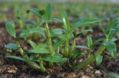石斛的种植方法