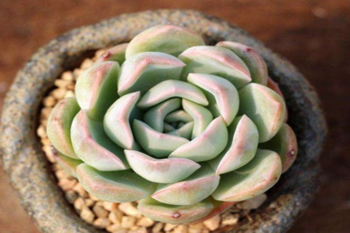 月影系的水莲多肉养殖方法，带它回家你绝对不会后悔