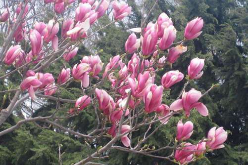 玉兰树的种植方法，最新玉兰树价格行情