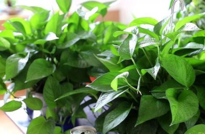 盆栽绿萝的养殖方法和注意事项