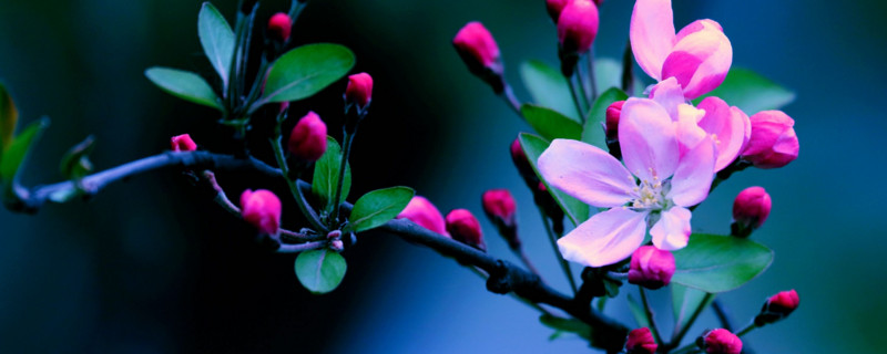 西府海棠花语