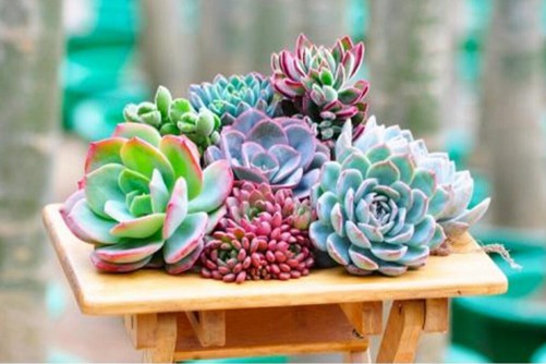 白凤图片欣赏，生活不仅仅是苟且，还有白凤和远方