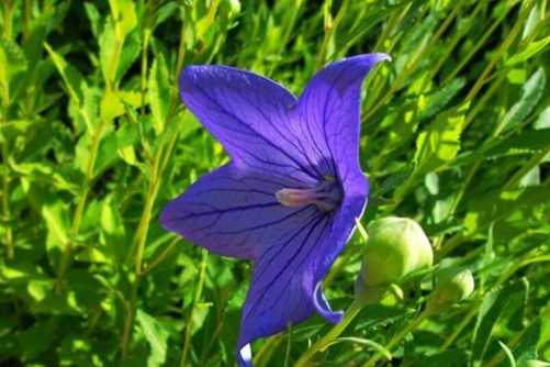 桔梗的功效和作用，桔梗 朝鲜族最爱的美食