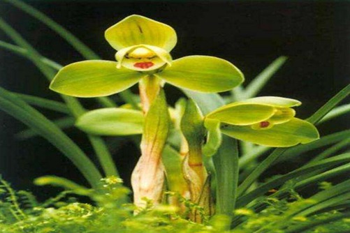 墨兰花品种，墨兰那个品种好