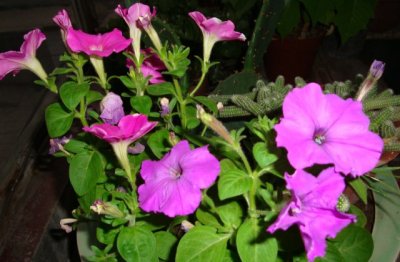 盆景的养殖方法和注意事项