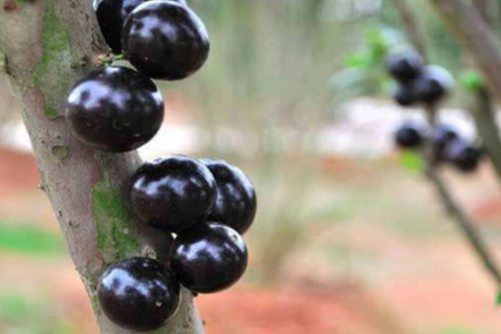 嘉宝果图片，嘉宝果 神奇的树葡萄