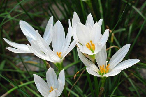 白花葱兰有毒吗，白花葱兰只可远观不能食用