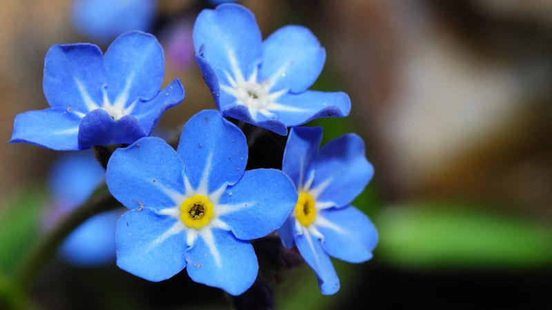 勿忘我花语和寓意