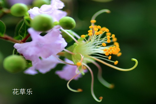 涨知识：四种方法可以让紫薇花开"百日红"