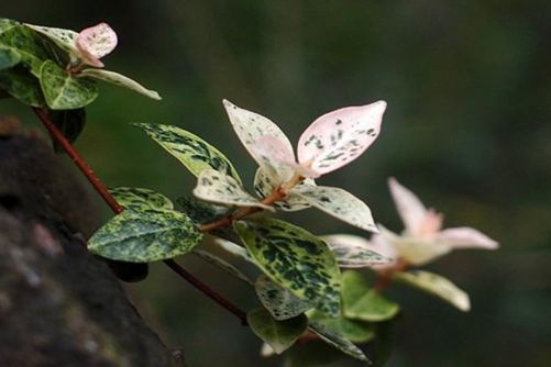 花叶络石怎么养？叶比花更美 把握这几点常年都有“花”赏