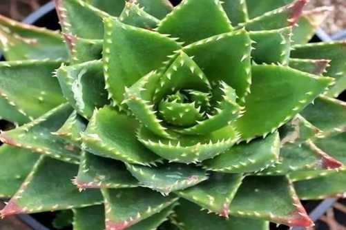 不夜城芦荟可以涂脸吗？不是所有的芦荟都可以涂脸