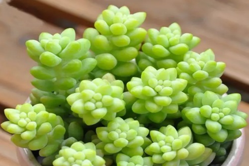 新玉缀怎么养？大珠小珠串成碧珠帘